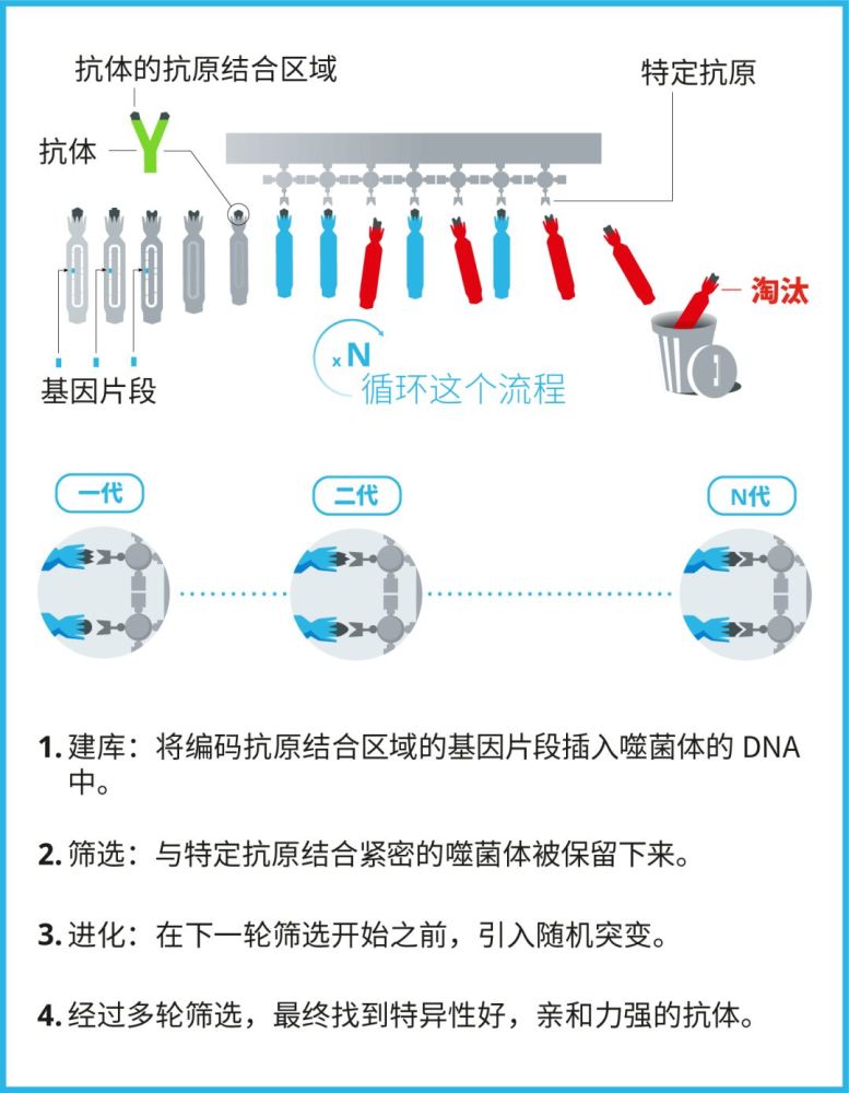 噬菌体筛选示意图