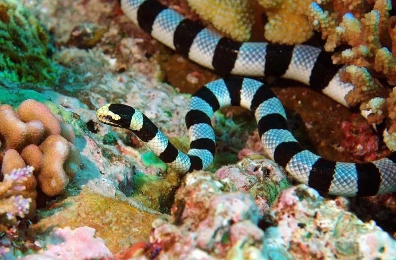 这就是生活在海里面的蛇,我们叫它巨环海蛇.
