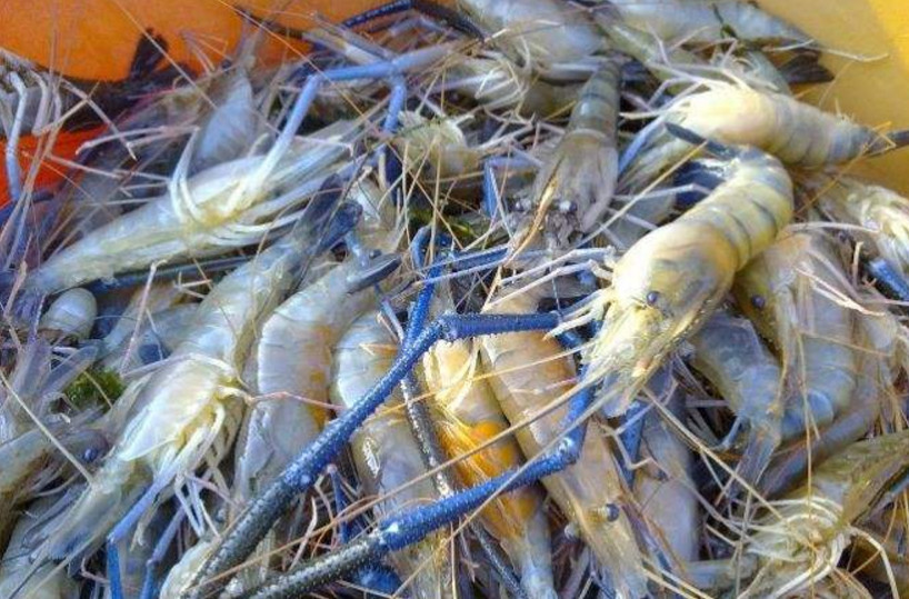 淡水虾王入侵中国肉质鲜嫩肥美当地人快点泛滥