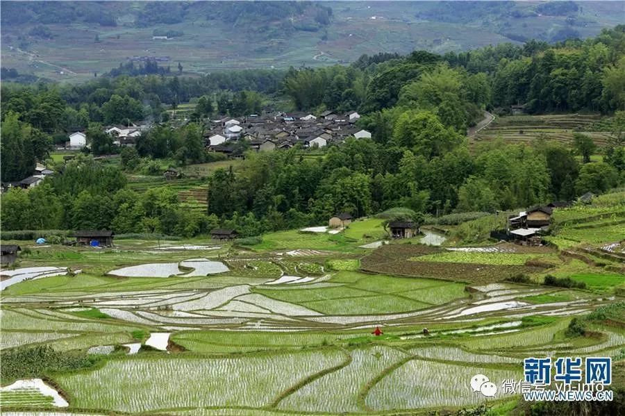 云南保山腾冲五合乡梯田层峦叠嶂 一年四季呈现多彩景象