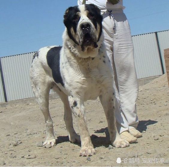 此犬被誉为来自戈壁的战神耐高温抗严寒犬种最强物种
