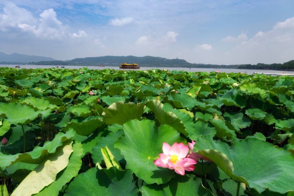 美景入画来,邀你共赏夏日清凉