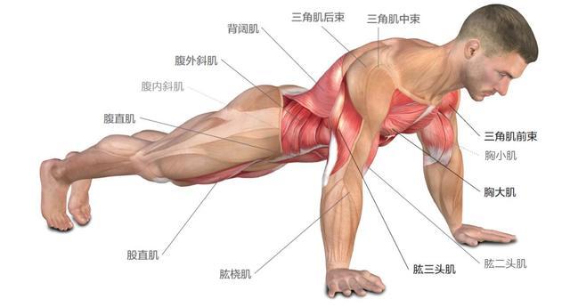 俯卧撑不仅仅能够锻炼你的胸部,还能带动腹部肌肉以及背部肌肉,是个