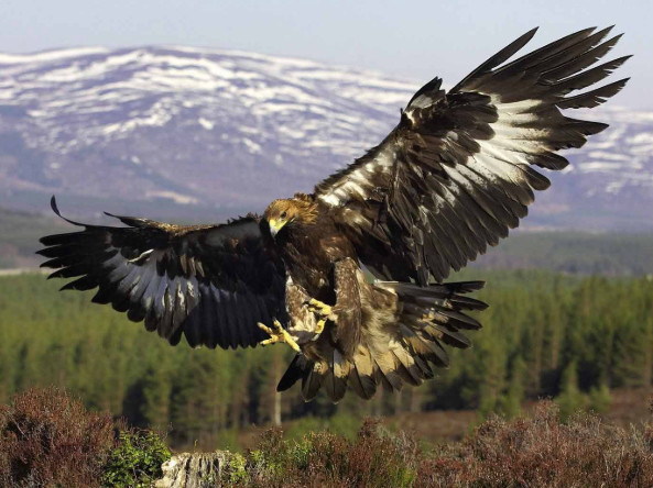 地球上最大的老鹰,人类也无法直接猎杀,却因食物链被破坏而灭绝
