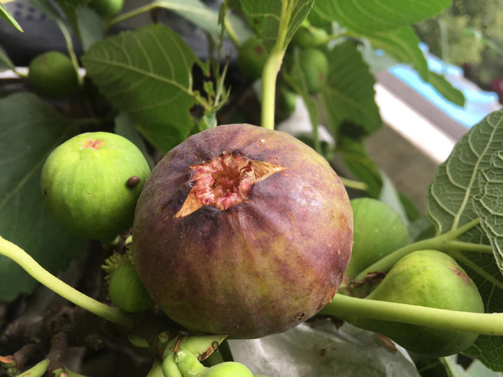 家养无花果,别忘"浇水施肥晒太阳",枝上挂满果,个个大又甜