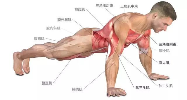 【适当运动】你能做多少个俯卧撑?标准动作在这里