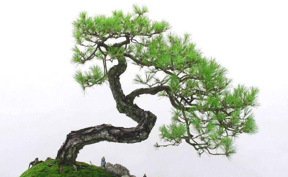 长势好,品质高的松树离不开优良的种子,因此我们在种植松树之前一定