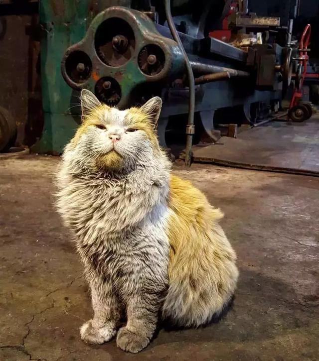 梦见一只脏兮兮的猫