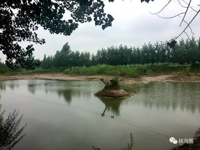 扶沟:贾鲁河堤