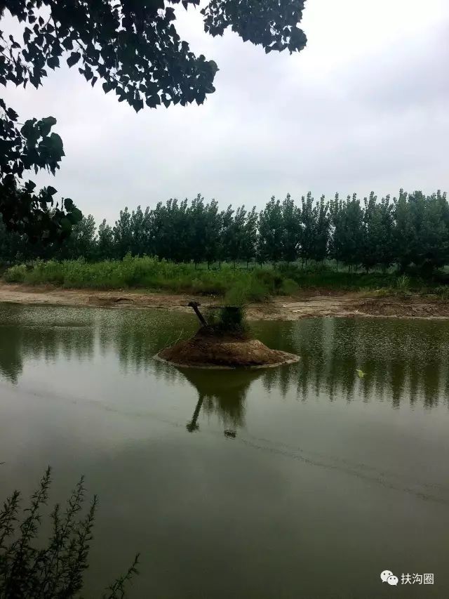 扶沟:贾鲁河堤