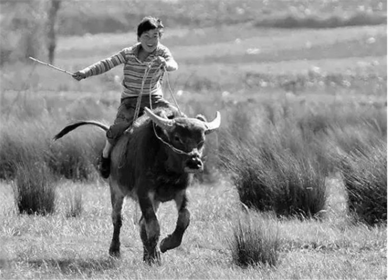 80年代老照片:小时候的美好记忆,图6骑牛狂奔一般人可不敢