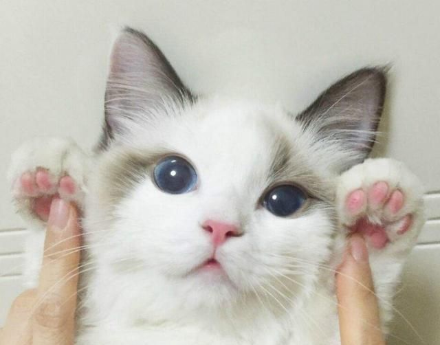 猫国经济总量生产函数为Y_三角函数