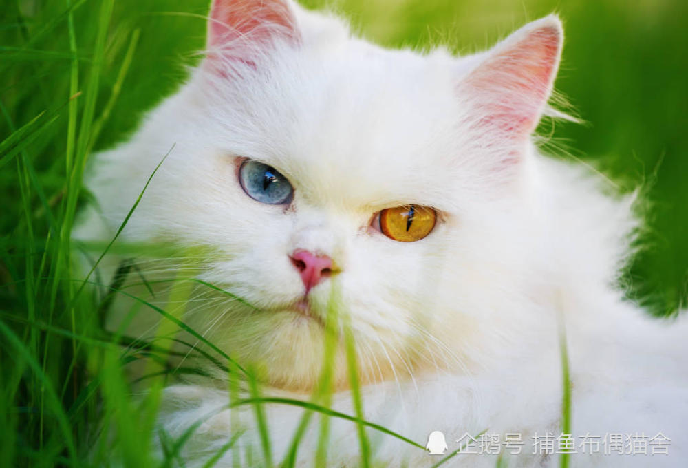 也有一些猫是异瞳,就是两个眼睛颜色不一样,鸳鸯眼,主要是波斯猫