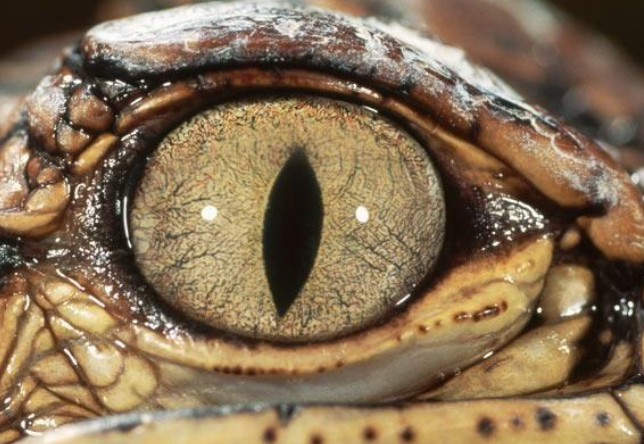心理学测试:哪个是蛇的眼睛?测3年后的你是什么样子,太准了吧!