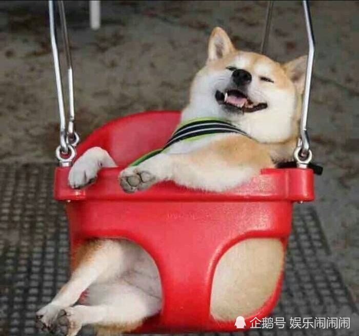 用这两张头像的大概和自己的另一半都是像海尔兄弟那样的相处方式吧
