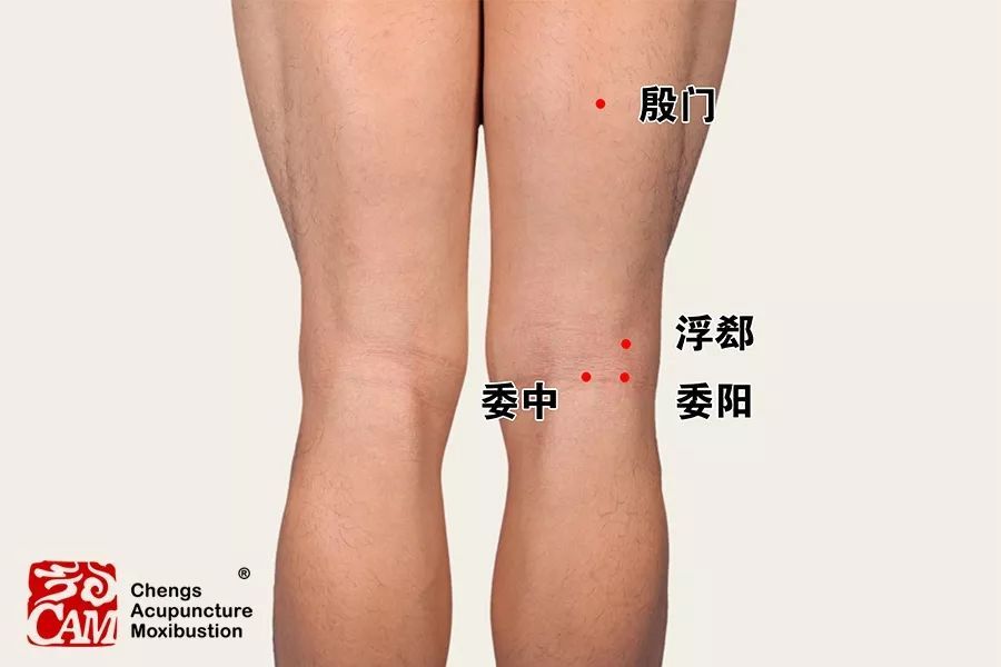 (2)浮郄,斜刺,令针体在股二头肌肌腹下,引发其抽动.