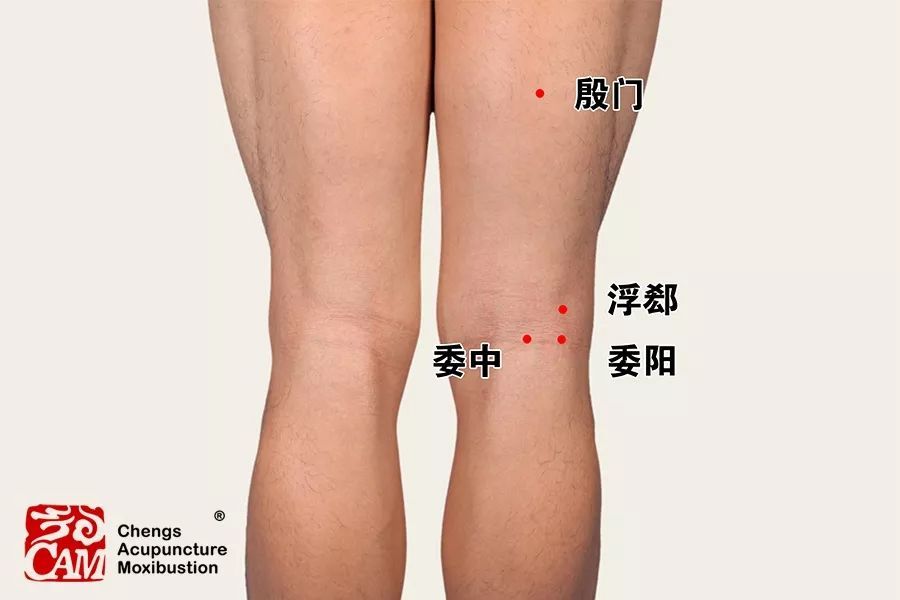 (3)委阳:斜向下深刺地部,针尖触及腘肌,诱发小腿深部腘肌抽动.