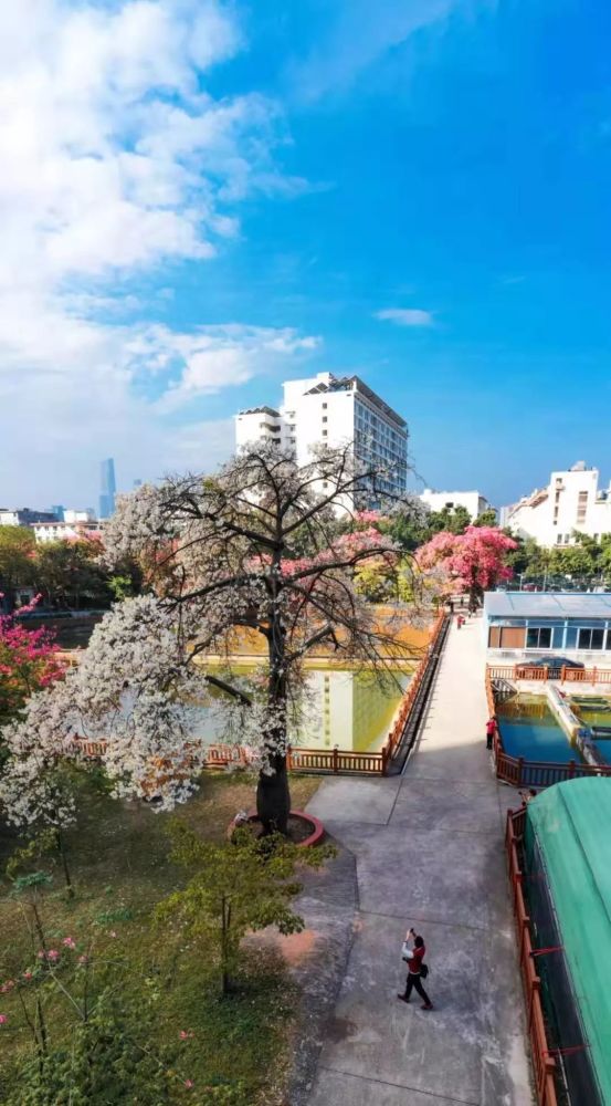 『华南师范大学    异木棉』