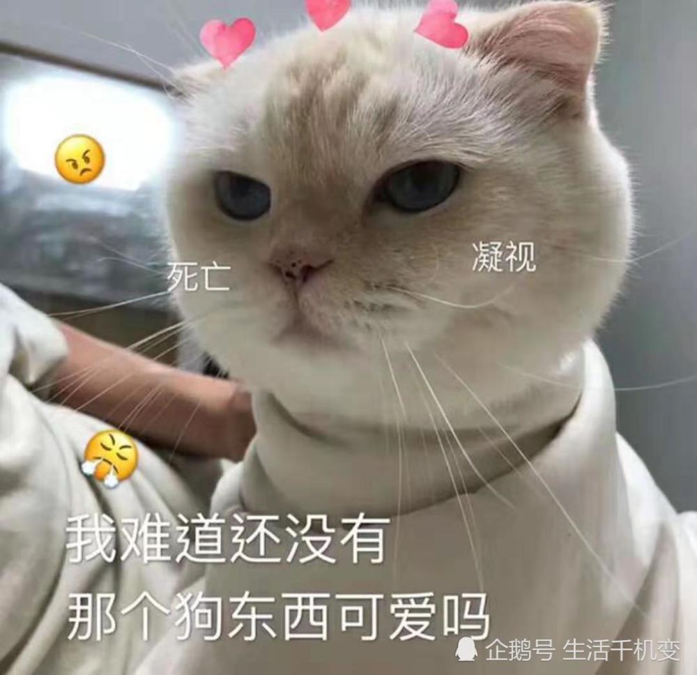 "萌翻少女心"表情包来袭,张张搞怪又可爱,秀儿:求同款图片!