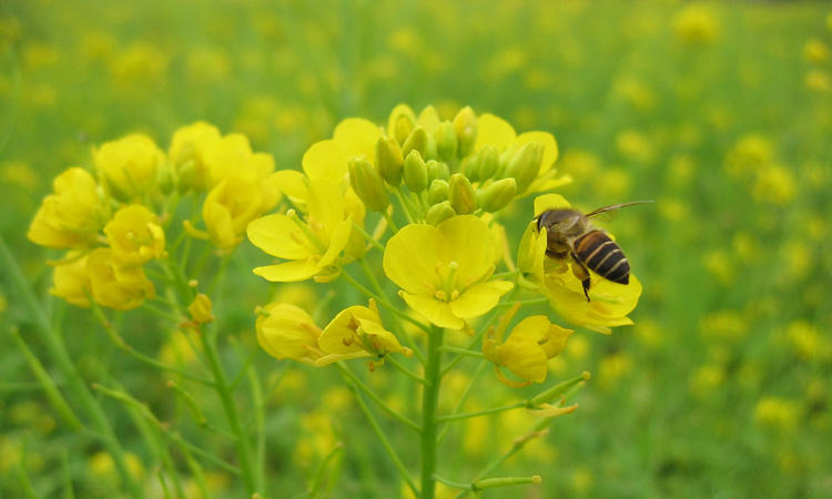 蜜蜂采花图片