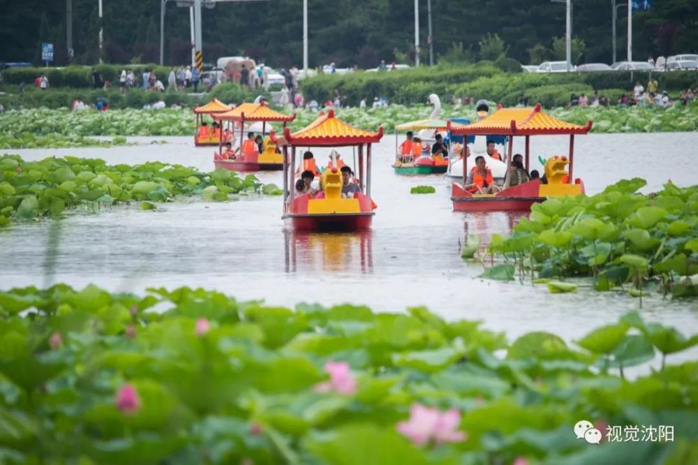 航拍沈阳百亩荷花池盛开游船如织风景如画