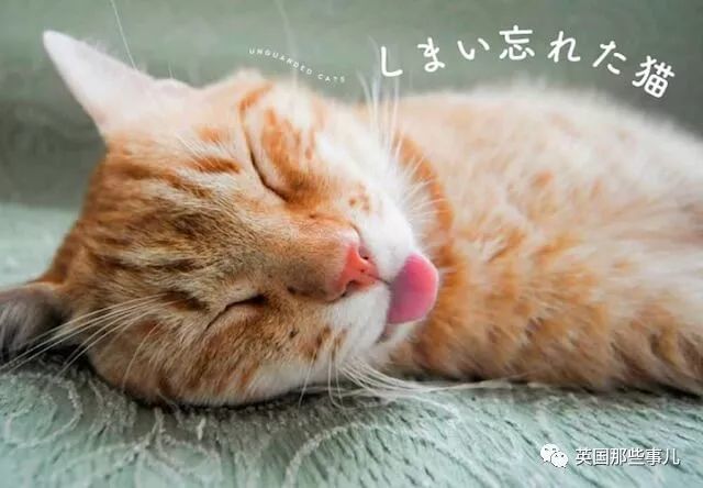 忘记收回舌头的喵,这可爱的花式卖萌,铲屎官们瞬间