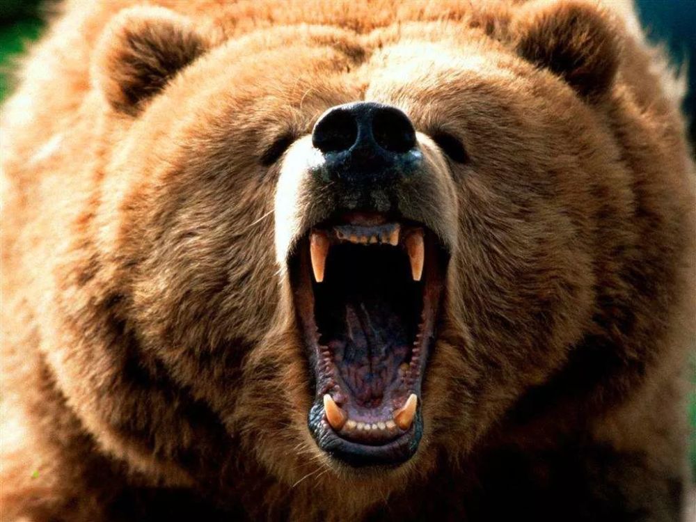 世界各国的国宝动物;俄罗斯的北极熊,德国的灰熊