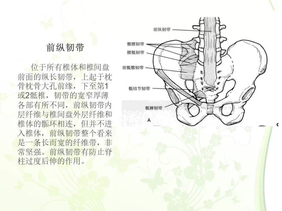 【每日学术】骨盆的解剖图谱