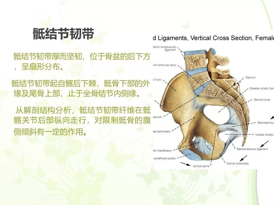 【每日学术】骨盆的解剖图谱