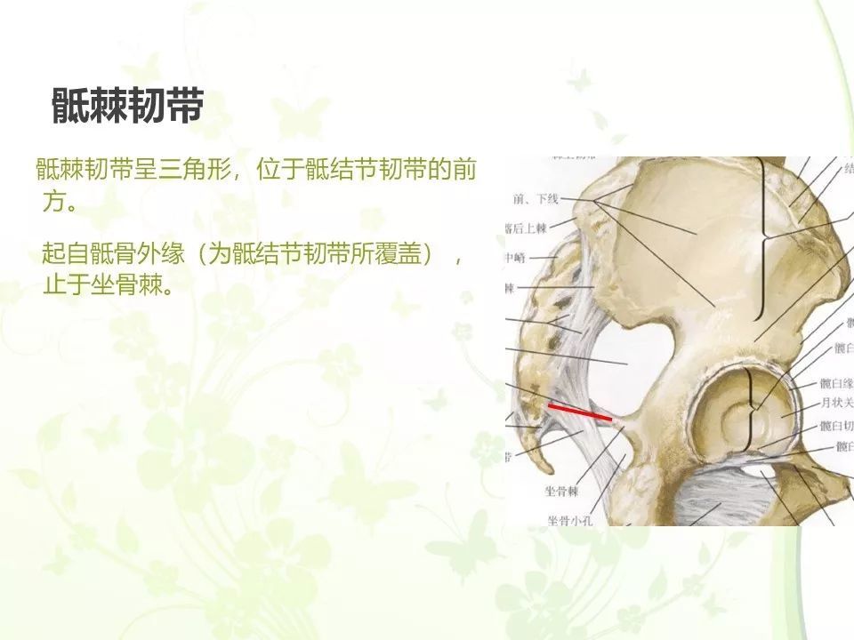 【每日学术】骨盆的解剖图谱_腾讯新闻