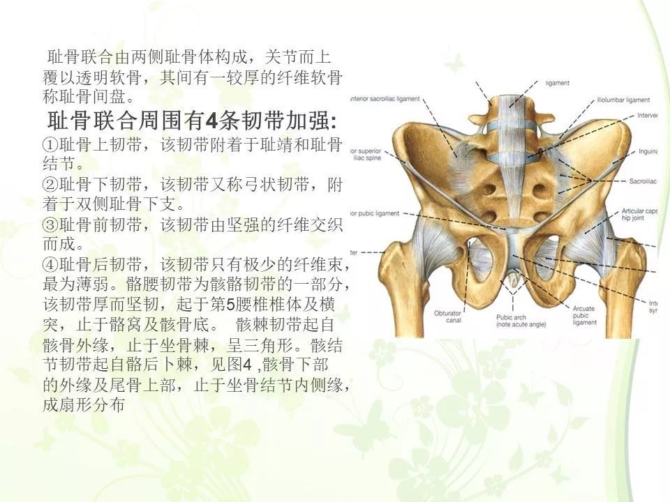 【每日学术】骨盆的解剖图谱_腾讯新闻