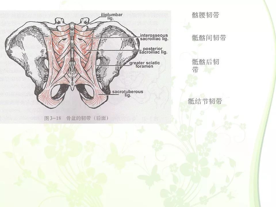 【每日学术】骨盆的解剖图谱