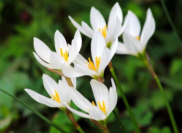 葱兰,花为白色,六瓣,黄色花蕊