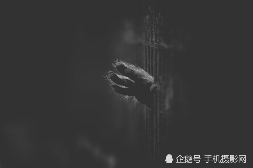 这所动物园的动物,充满着绝望恐惧和悲伤,每张照片都令人心痛!