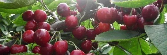 美早大樱桃种植技术,建议收藏