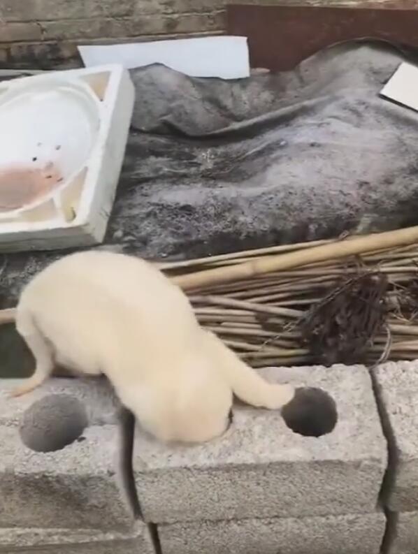 狗狗抓老鼠被困,一头卡在砖头里,挣扎的模样超难受