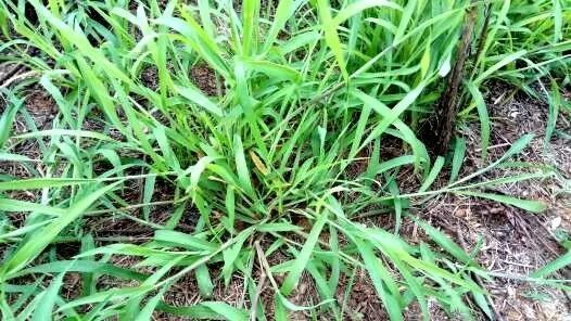 14种除草剂用法详解