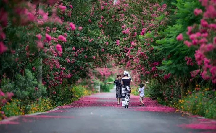 赏花地址:四川省成都市温江区和盛镇土桥村 交通指南: 自驾:成都-成