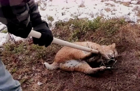 男子救下被捕兽夹夹住的猞猁接下来猞猁的动作简直太有灵性了