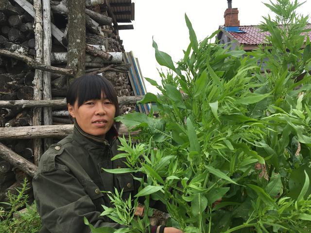 原来就是村里的杨铁叶子,擦在身上挺解痒