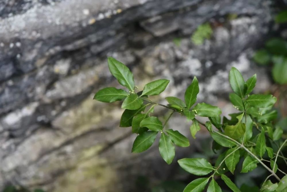 18 狗筋蔓 石竹科狗筋蔓属.很柔弱的茎.