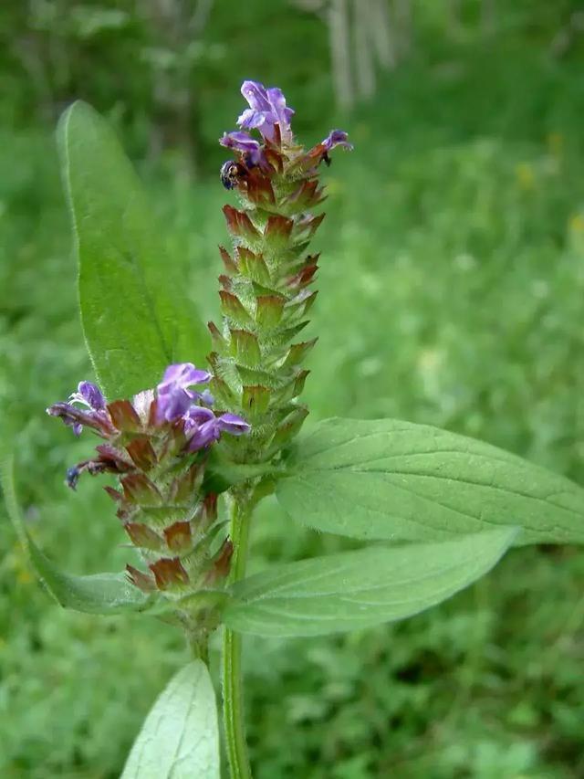 它是岭南地区清热泻火好药,"夏桑菊"成员之一,你知道吗?