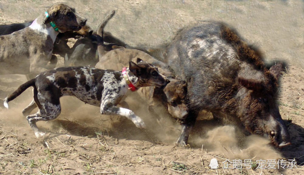 禁止出口的美国猛犬可放牧驯化野猪捕猎野兽掀翻比特