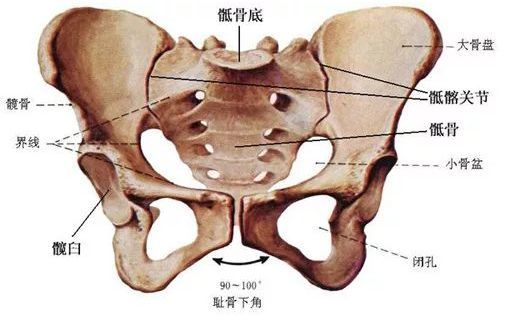 骶髂关节错位是下腰痛的原因之一