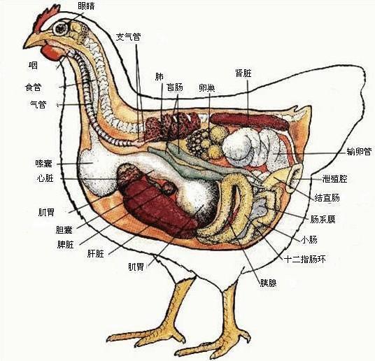 强迫症母鸡人类的过分需求却让它失去孵化小鸡的能力