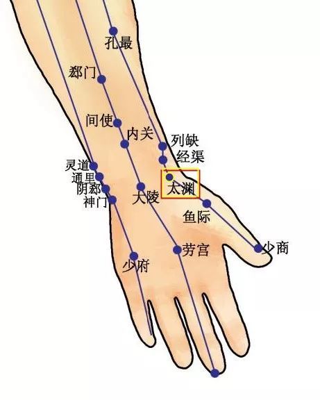 穴位知识 十二经脉·手太阴肺经之太渊穴