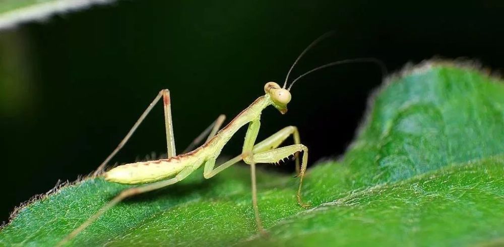 蚂蚱和螳螂的区别 腾讯网