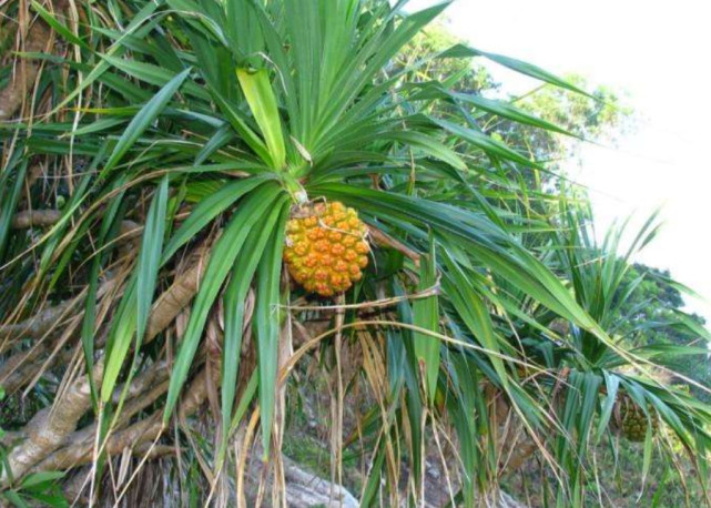 农村一种常见的"假菠萝",很少人摘来吃,但加工成手链