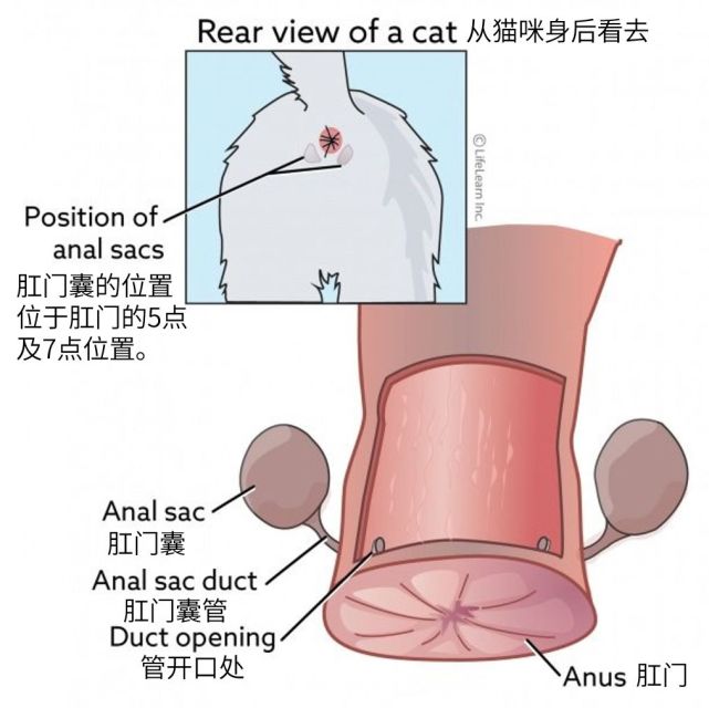 比猫屎臭100倍的肛门腺,究竟需不需要挤?