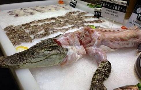 陕西超市生鲜区卖活鳄鱼 售价1560元一只 （图）
